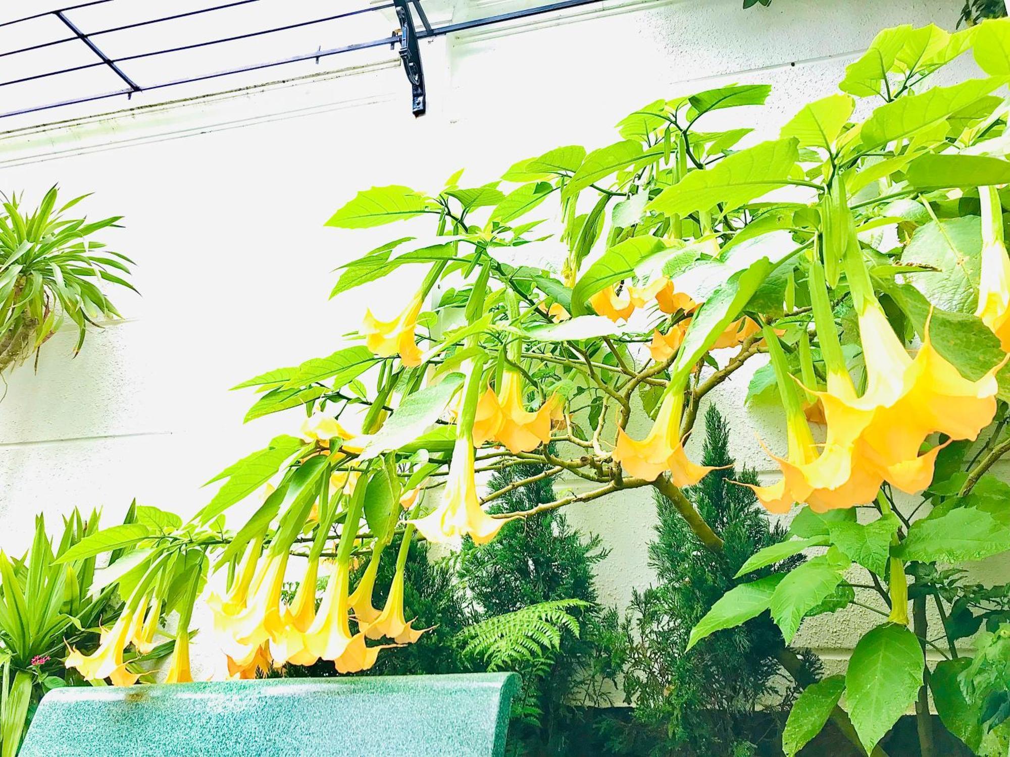 Hotel Hoa NáNg Bảo Lộc Esterno foto