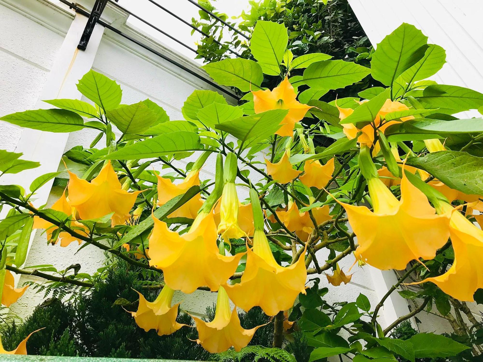 Hotel Hoa NáNg Bảo Lộc Esterno foto